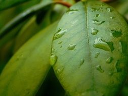 raindrops on an oval green leaf