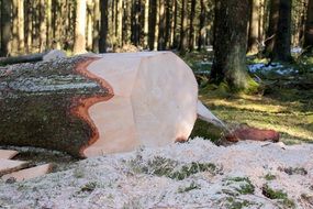 sawdust from a sawn tree in the forest