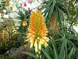 magnificent orange Garden