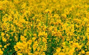 field with bright yellow inflorescences close-up