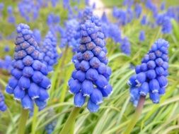 splendiferous Muscari Neglectum flower