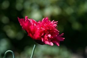 red poppy full blossom
