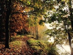 landscape of forest at Autumn