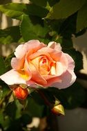 pastel rose with buds on a bush close-up