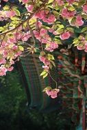 blooming sakura