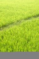 Rice Plantation Rice Plantations N9