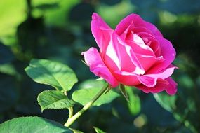 pink rose flowers on a stalk in bright sunlight