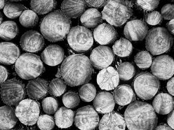 stacked logs, black and white