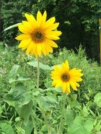 photo of natural Sunflowers