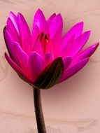 bright pink water lily on a stalk close-up