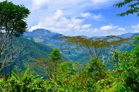 panorama of green mountain forest