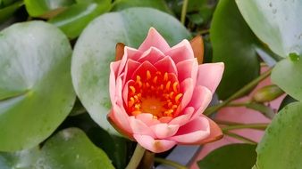 beautiful lotus basin among the green leaves close up