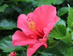 Beautiful pink hibiscus flowers