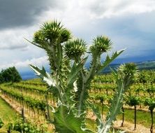 high thistle in front of vineyard