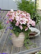 blooming pink Nicotiana, Potted Plant