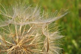 ripe Seed head of Goat's Beard plant close up