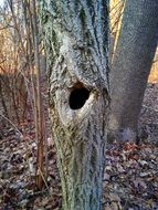Hollow Tree in a forest with the colorful plants