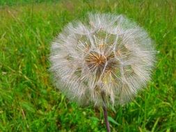 Dandelion or sonchus oleraceus