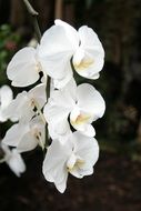 closeup photo of white orchid flowers on dark background
