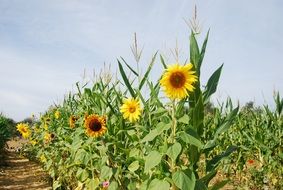 field with sunflowers and corn on a sunny day