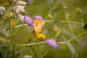 Summer Meadow, small butterfly on Wildflower