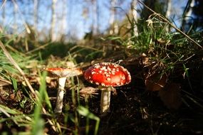 fly agaric in the forest in autumn