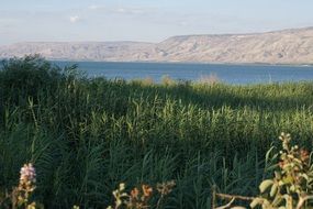 Reed thickets in front of Sea Of Galilee, Israel