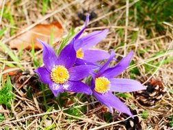 Purple pasque flowers blossom