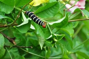 black and white striped exotic caterpillar on a green plant