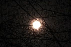 bright moon through dark branches