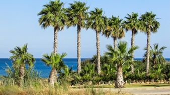 striking Tree Sea