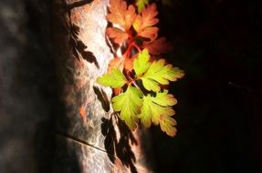 maple leaves in sun