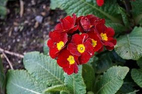 primrose with burgundy flowers close-up