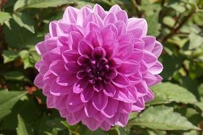 pink dahlia on a green bush