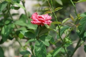 tender rose on a green bush in the summer