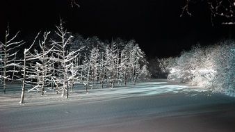Snowy Trees Forest landscape, biei