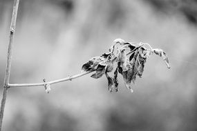 black and white photo of a dry plant