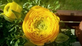 Glaucoma Buttercup flower close-up on blurred background