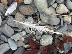 white bird feather on pebbles