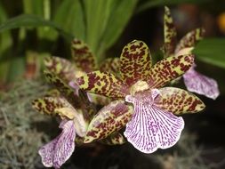 Orchid Flower Bright Violet bloom