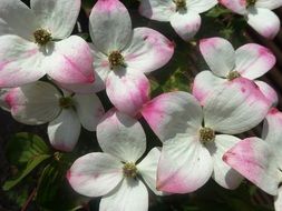 Shrub White