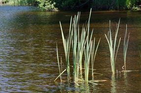 green reeds in an artificial pond