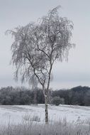 Winter Snow Cold Frost Tree