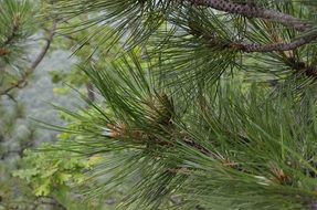 lush pine branch close-up