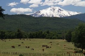 cows on a green meadow against the background of a volcano