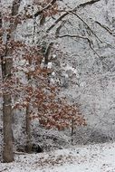 tree branches covered in snow in winter