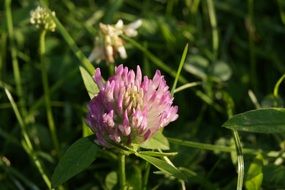 white and purple clover on the field