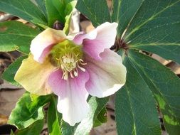 Lenten Rose, Helleborus flower close up