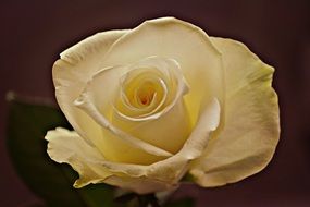 light yellow rose close-up