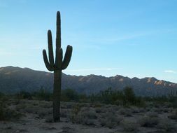 green Cactus Desert